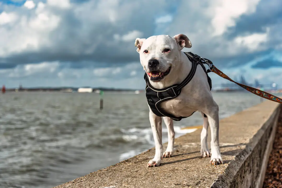 Dog. Pet. Van life diaries. Van life. Van life UK. Van life challenges. Truth about van life. Solo van life. Van life diaries. Van life reality.