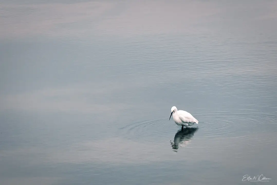 little-egret.webp