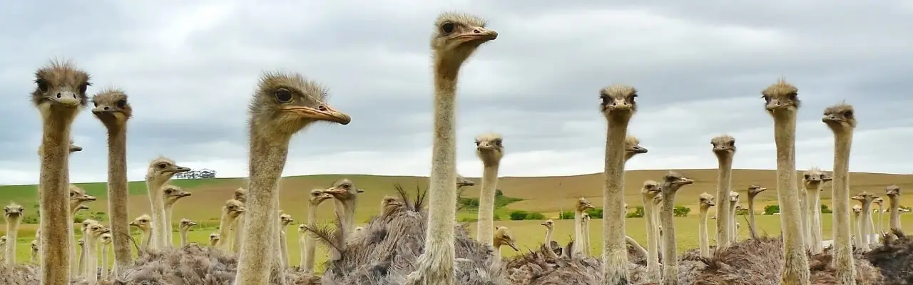 Ostriches in South Africa. Grumpy Git's Road Trip. Travel blog. Travel blogger. Digital nomad. Travel destinations. Becoming a digital nomad. Vanlife. Vanlifer. Travel photographer. Travel photography. Road trip. Travel diaries.