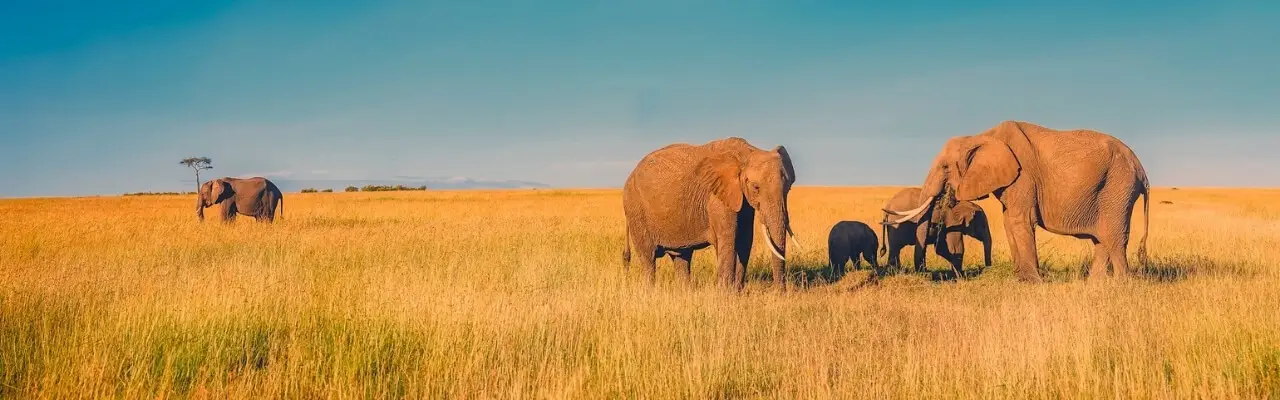 Elephants in South Africa. Grumpy Git's Road Trip. Travel blog. Travel blogger. Digital nomad. Travel destinations. Becoming a digital nomad. Vanlife. Vanlifer. Travel photographer. Travel photography. Road trip. Travel diaries.