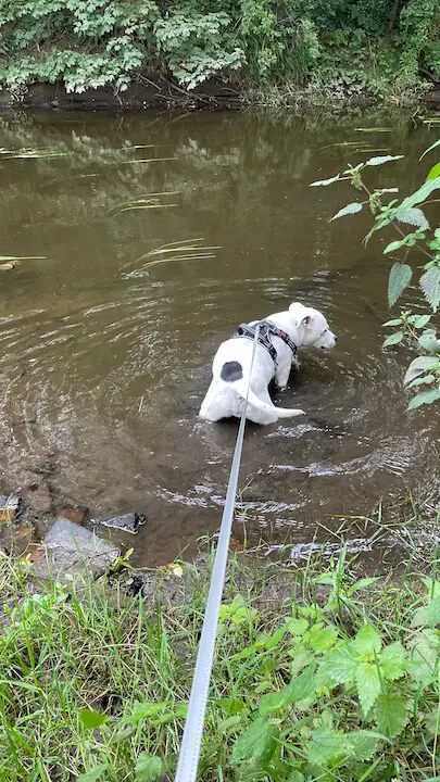 Dog in a river. Vanlife UK. Vanlife Europe