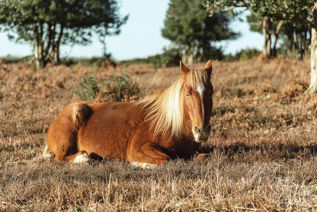 new-forest-pony.webp