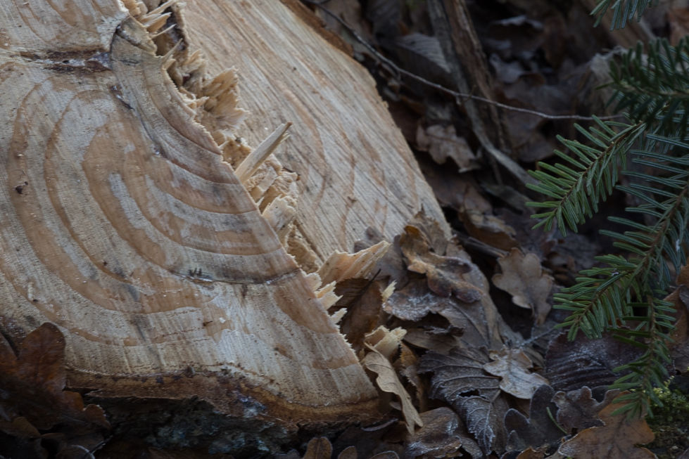 IMG_3580-gefällter Baum