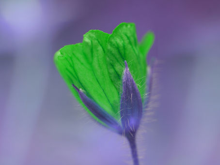 Should Transformations Be Delivered For Organisations — or Built With Them?