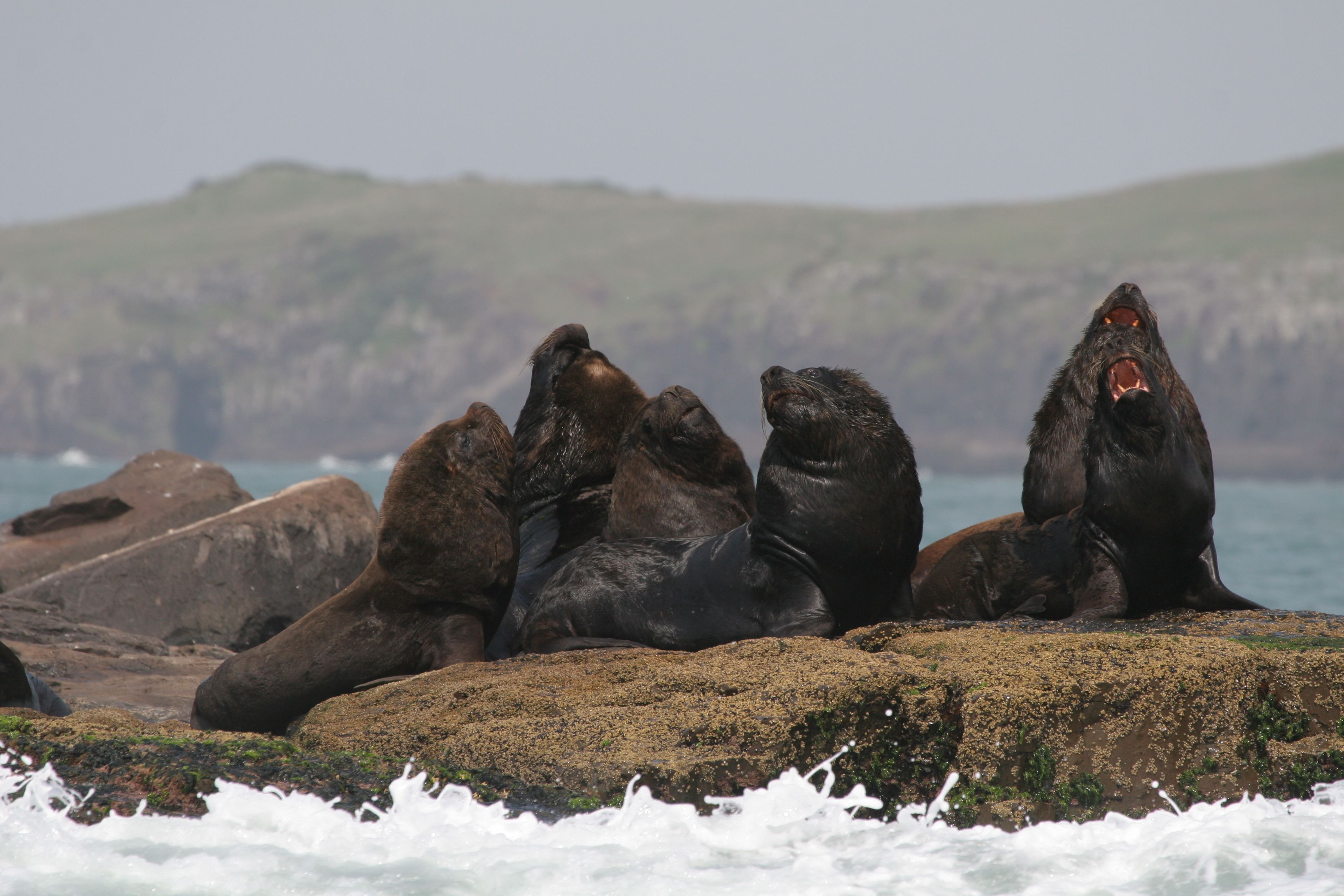 Ilha dos Lobos