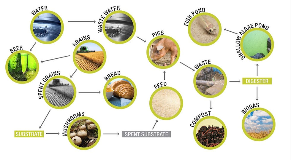 This is the model of a Dutch independent beer brewery and a bakery. They make organic beer and create harvest parties for the locals. Using each other's organic waste streams for food security and waste management. The drying machine can be used in these supply chains for reuse.