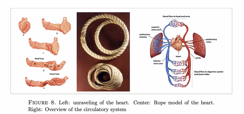How a heart pumps in a mathematical rope system geometry. Moebius Math instead of cylindrical.