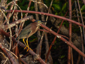 Birds of Marco Island, Florida