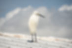 white bird egret florida