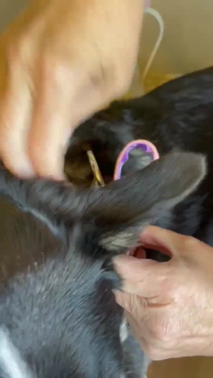 Thumbnail: Bee Happy 2" Collar Fishtail Martingale