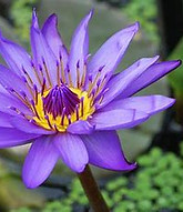 lotus flower.jfif