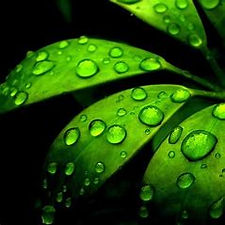 Green leaf with water.jpeg