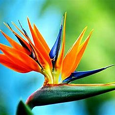 bird of paradise.jfif