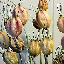 seed heads - love in a mist.jfif