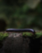 Black millipede on mossy rock in a photography portfolio.