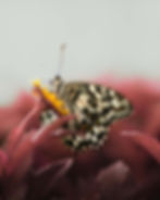 Macro shot of a butterfly for a photography portfolio