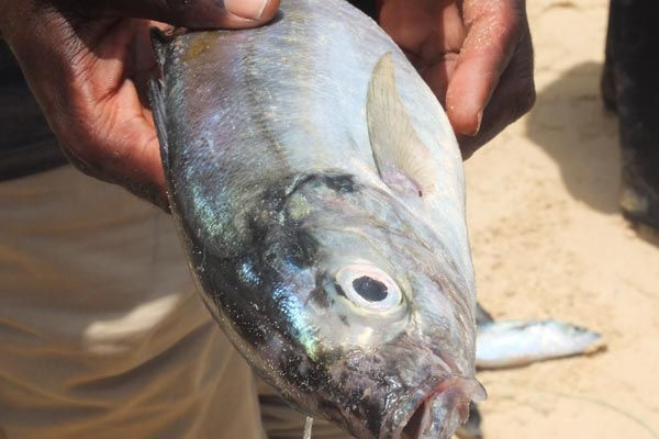 Poissons Sénégal