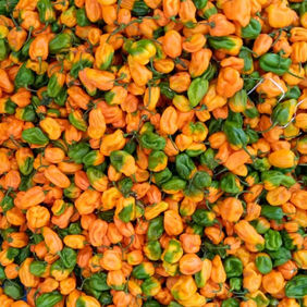 Piments frais, bord champ