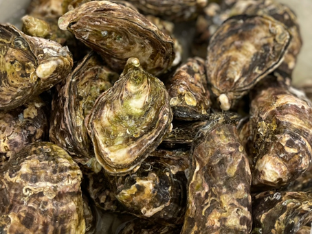 11/4　本日のおすすめ