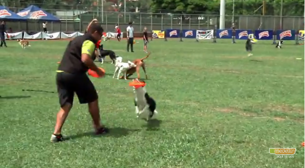 El Disc Dog, una nueva forma de ejercitación para tu mascota
