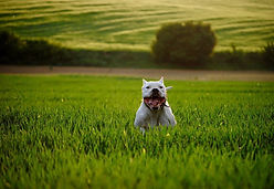 Dogo field