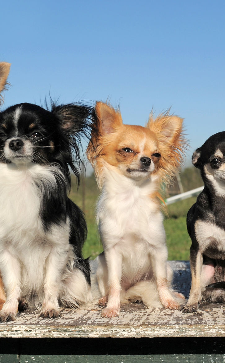 Chihuahua Rescue Chihuahua Dogs Near Me Texas Chihuahua Chihuahua - Main Image