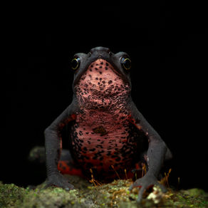 Colombiano gana premio internacional de fotografía con una imagen única en el Amazonas