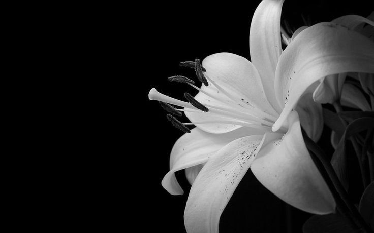 Lily black and white.jpg