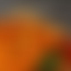 Mandarinen Ölauszug - warme, fruchtige Leichtigkeit