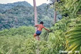 micronesia palau betelnuts-001_edited.jp