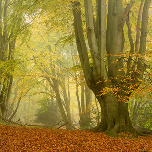 Epping Forest Autumn - Right.jpg