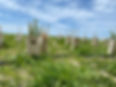 Unknown-2.jpeg