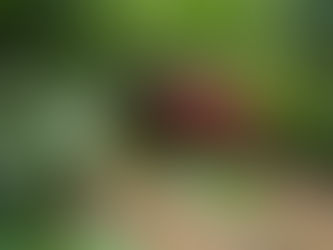 Colucci revoga decreto de Gracinha e suspende cobrança de estacionamento na praia de Castelhanos