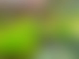 <strong>Prefeitura de Ilhabela divulga novos horários de atendimento do Viveiro Municipal Aroeira</s