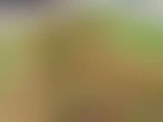 Prefeitura de Ilhabela inicia instalação de canteiros floridos pela cidade