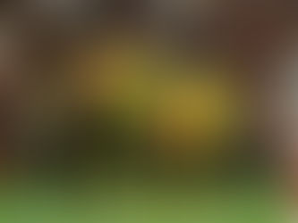 Próximo adversário do Cuiabá, São Bernardo não vence há quatro jogos na Série B