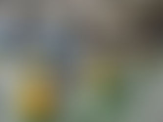 Realizado em seis municípios, Festival Paralímpico começa neste sábado (21)