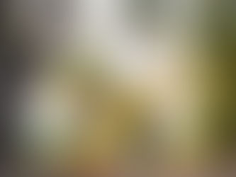 Flor Ribeirinha realiza primeiro ensaio aberto de 2024 neste domingo (03)