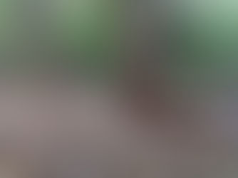 Durante pesquisa na Reserva Sesc Pantanal, câmeras registram momentos raros entre onças-pintadas