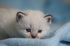Katzenbabys