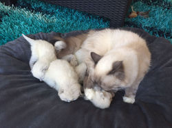 Mama Bailey und Kitten