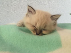 Kitten