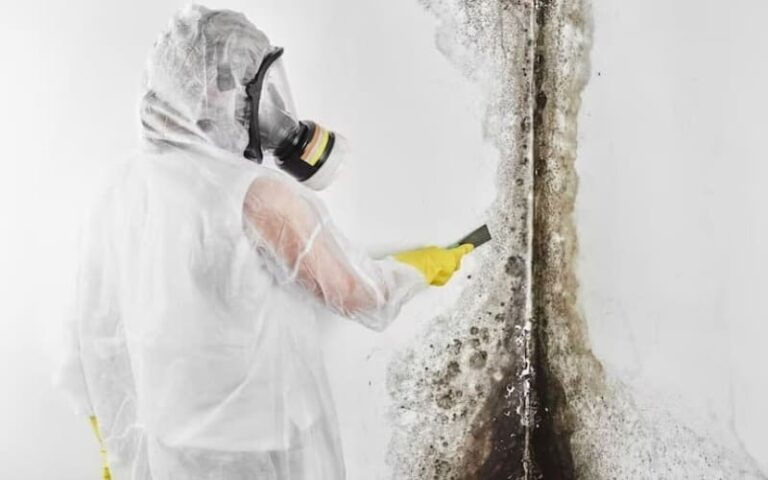A Deep Dive into Black Mold Removal in Houston: What Every Homeowner Should Know