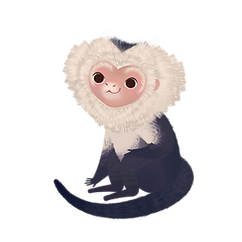 Titi_B0.png