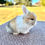 Thumbnail: Bunita - WE Blue/Cream Harlequin, Gray Eyes (English Angora Doe)