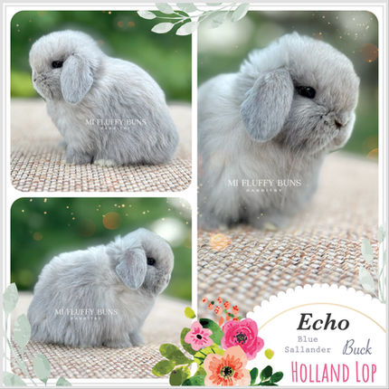 Echo