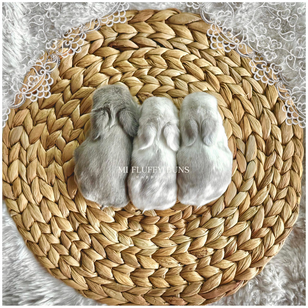 Thumbnail: Echo - *Non-Vienna* Blue Sallander, Gray Eyes (Holland Lop Buck)