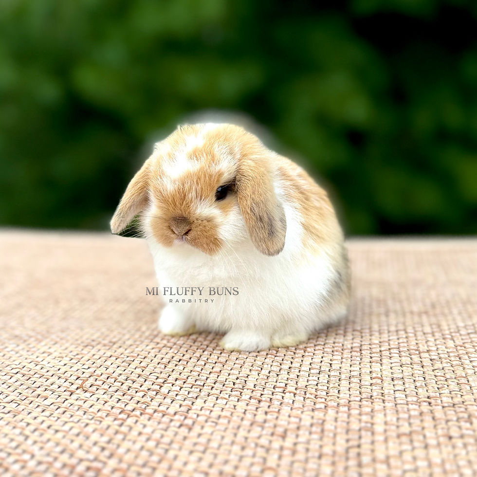 Thumbnail: Tucker *Non-Vienna* Torted Tricolor, Brown Eyes (Holland Lop Buck)