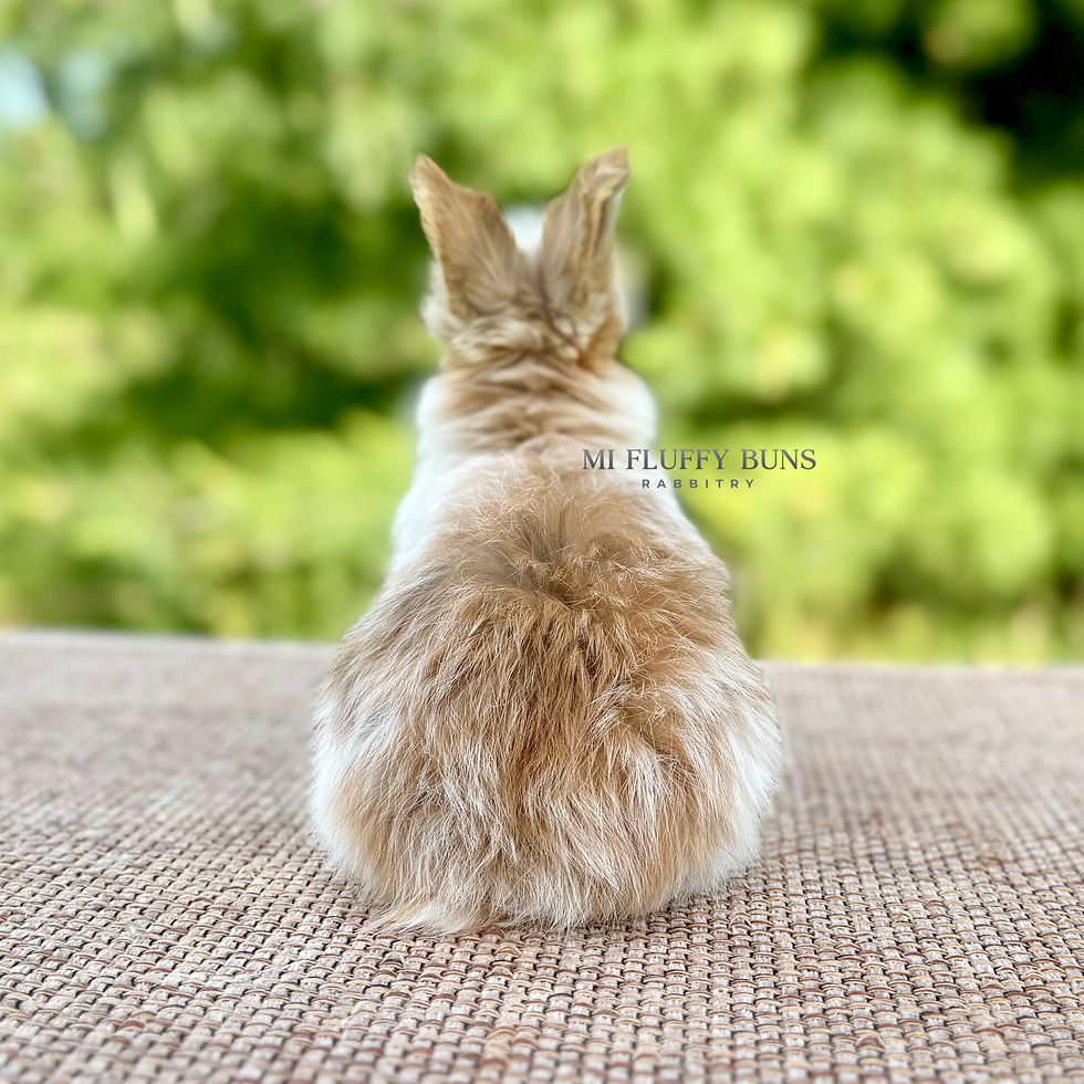 Thumbnail: Sunset - Chocolate Tricolor Fox *High Rufus*, Brown Eyes (English Angora Doe)
