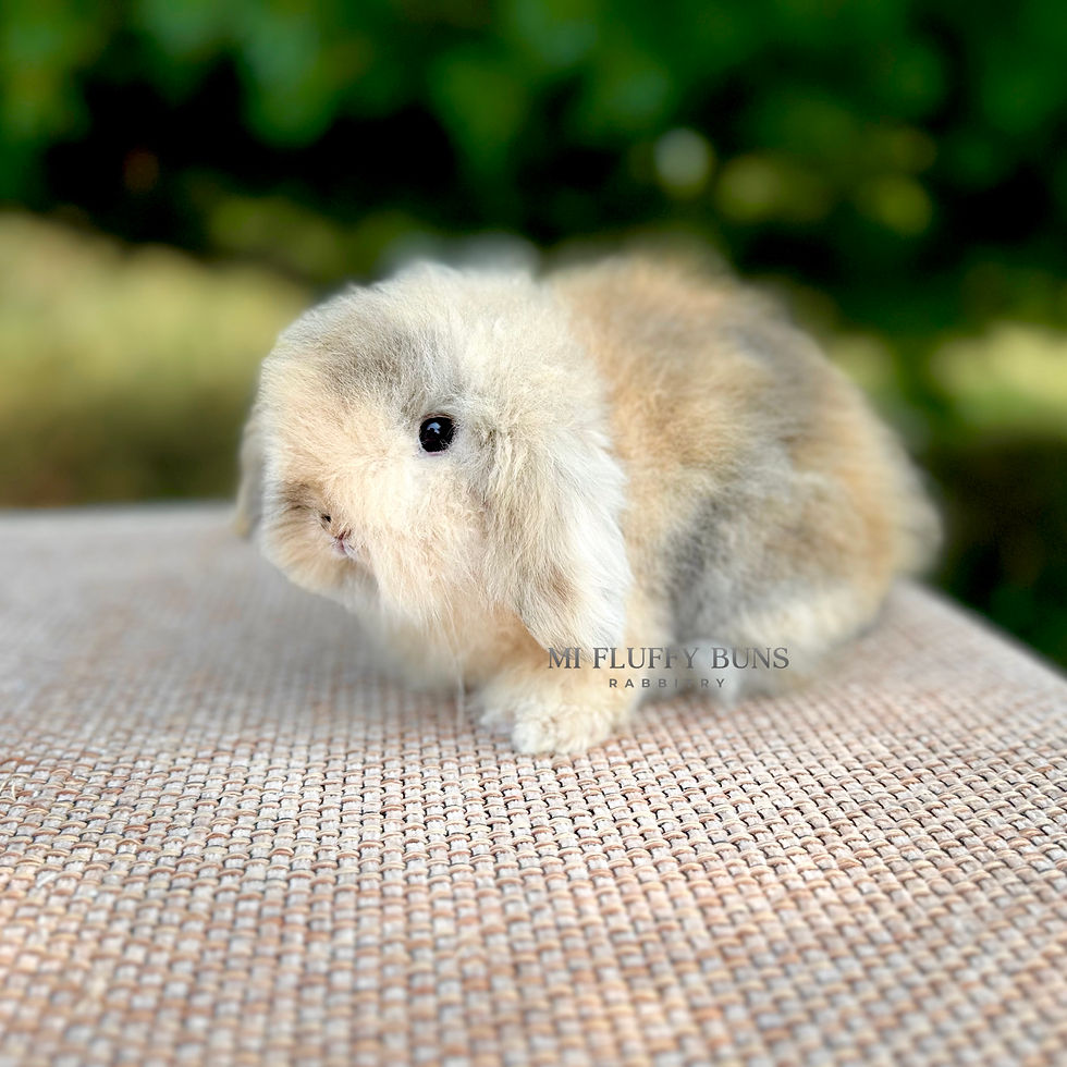 Thumbnail: Adelyn Mae - B/O Harlequin, Brown Eyes (Teddywidder Doe - 75% European)